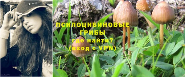 прущие грибы Богородицк
